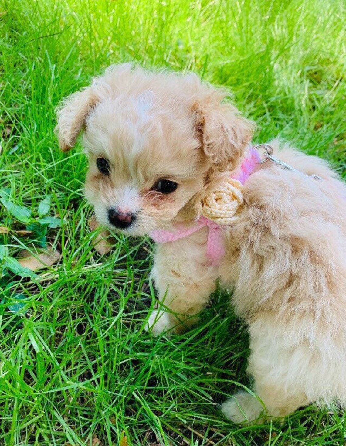 First Puppy Harness for Teacup Dog 2 to 3 Lbs XXS Pink Cotton Etsy