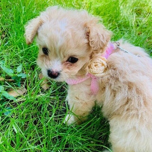 First Puppy Harness, for Teacup Dog 2 to 3 Lbs XXS Pink Cotton Vest w/Rose