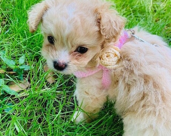 First Puppy Harness, for Teacup Dog 2 to 3 Lbs XXS Pink Cotton Vest w/Rose