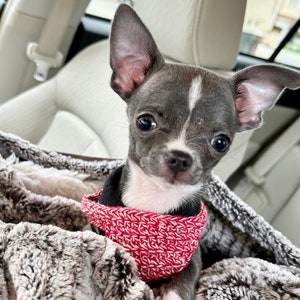 May include: A small, gray and white chihuahua puppy wearing a pink and white crocheted harness, sitting in a car seat.