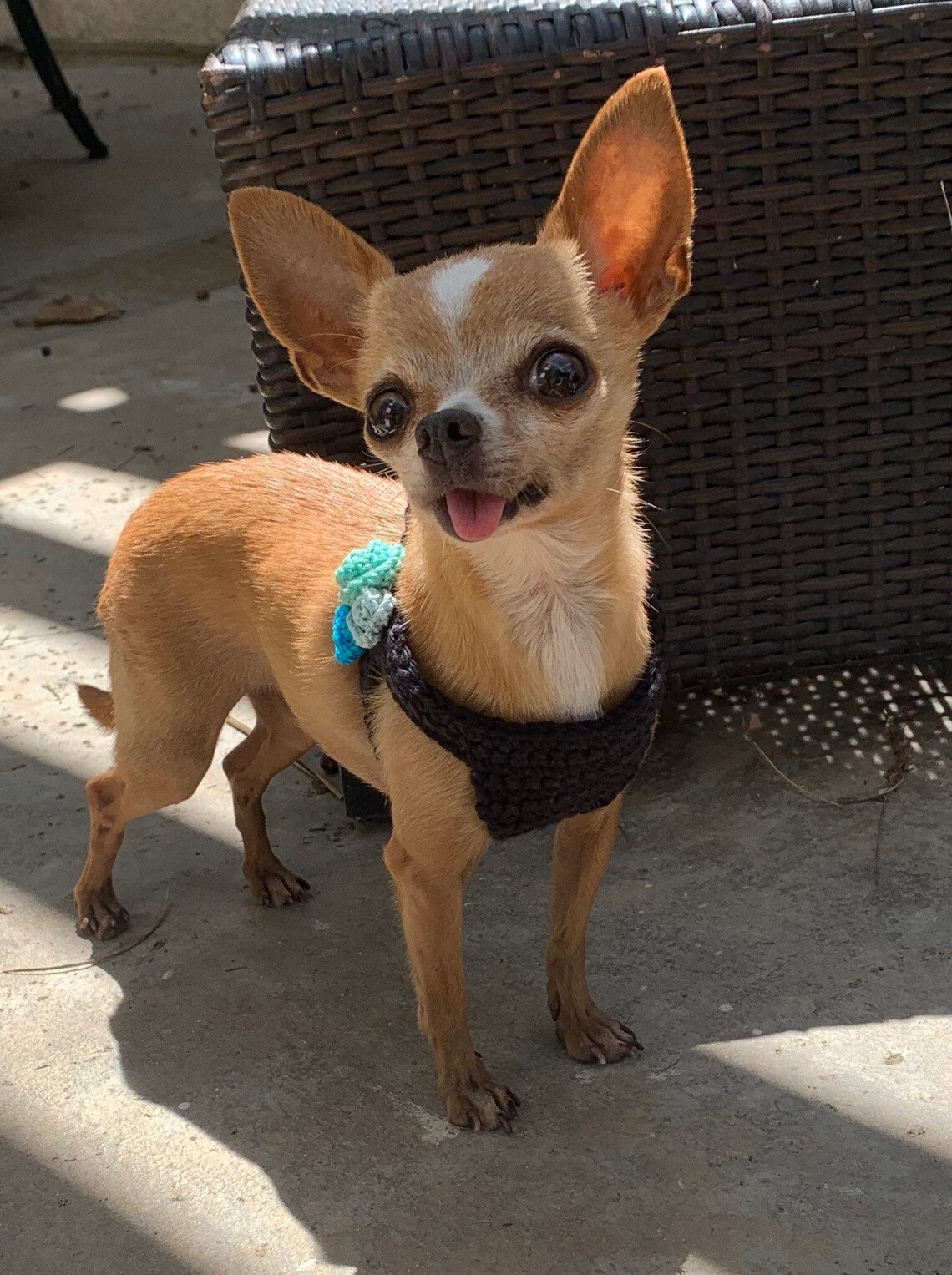 Teacup Dog Harness Blue Rose Puppy Vest in Cotton for 2 to 3 Etsy