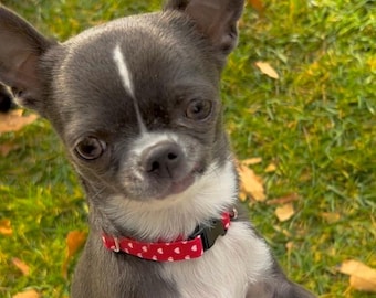 Teacup Puppy Dog Collar, Red Heart Love Pet Collar XXXS/XXS in 2 Tiny Sizes 4.5-6.5" or 6-8"