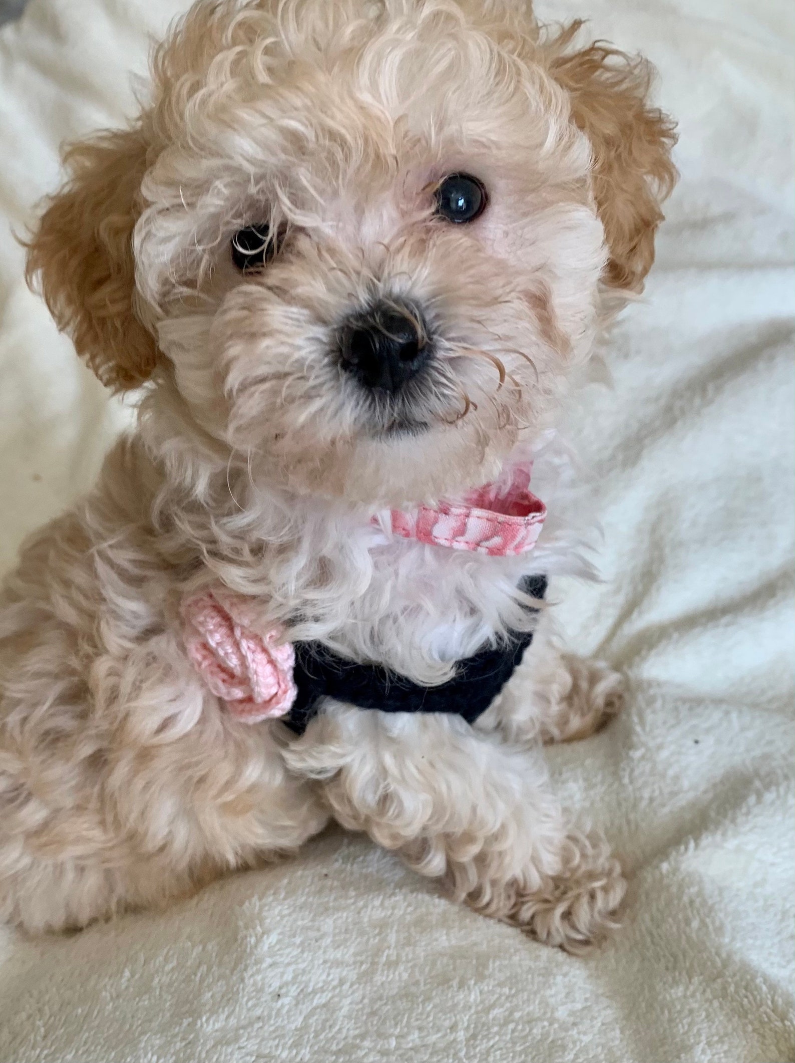 Teacup Harness for 2 to 3 Lb Puppy Dog XXS Black Cotton Vest Etsy