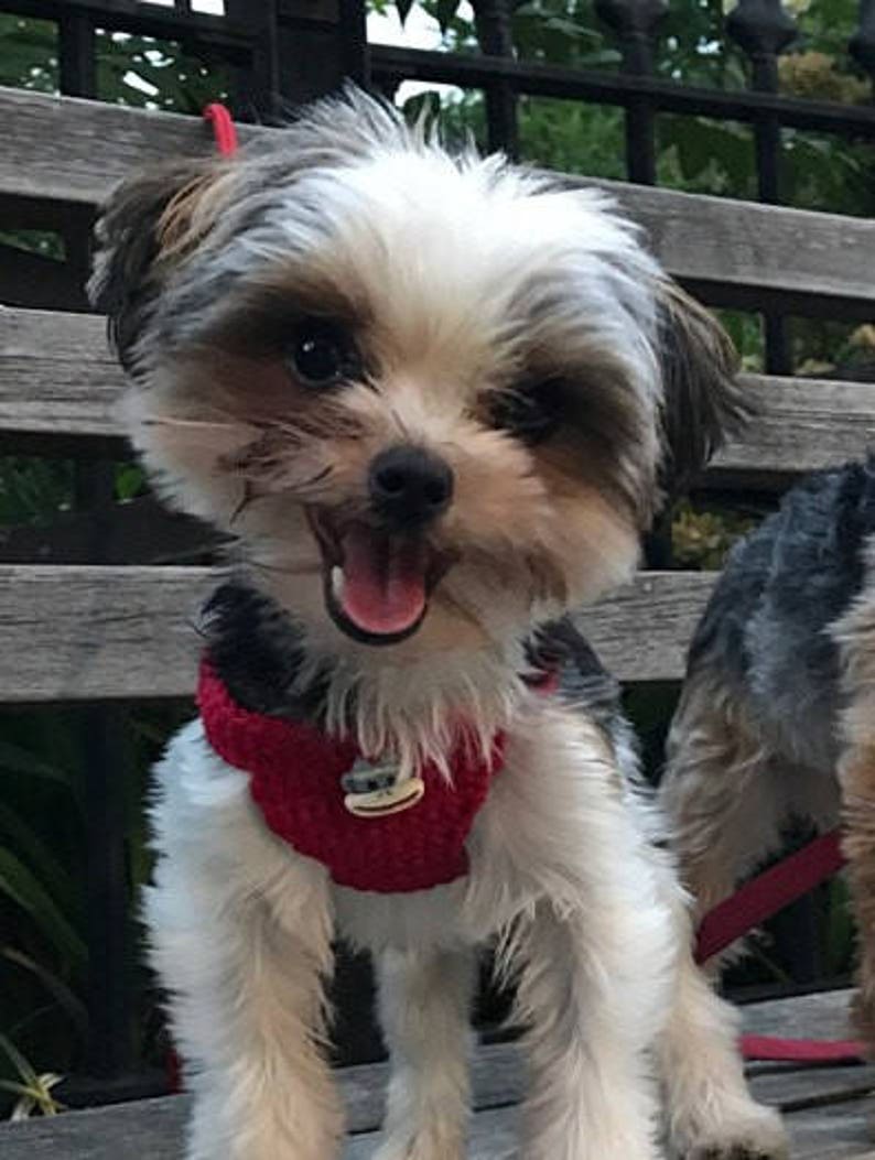 harness for 3 pound dog