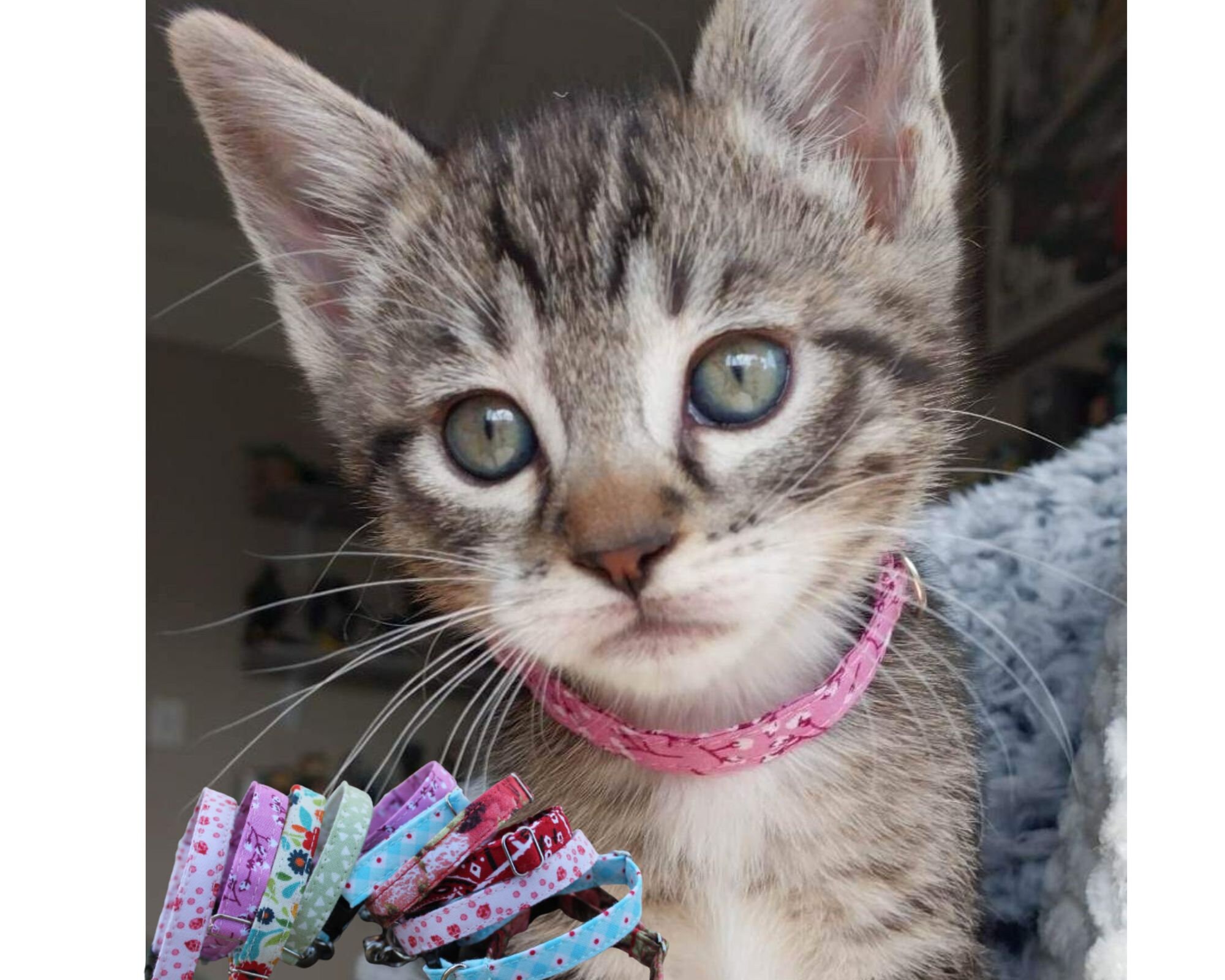 collars for tiny kittens