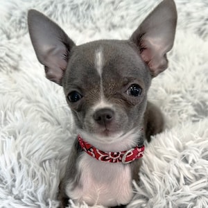 May include: A small, gray and white chihuahua puppy wearing a red bandana collar with white polka dots. The puppy is sitting on a white fluffy surface.