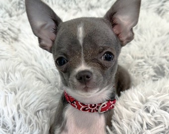 Teacup Puppy Dog Collar, Red Bandana Collar in Two Tiny Sizes, XXS/XS