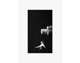 Birds poster | Black and White posters | Seagull poster | Ocean poster | Matte Horizontal Posters