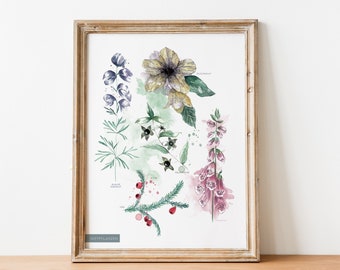 Póster botánico sobre plantas venenosas - Póster educativo sobre plantas venenosas | JF Design Fine Art