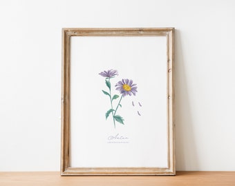 Art print aster, flower of the month September: violet autumn aster, botanical painting, gift idea birth, birthday, flower poster