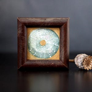 Mini sea urchin still life watercolor painting with gold details – decorative vintage beach art, 6.5 x 6.5 cm | Judit Fortelny Fine Art