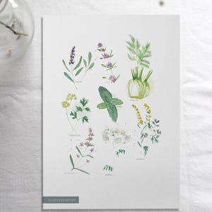 Schautafel Klostergarten - Poster heimische Kräuter und Gewürze, Workshop Dekoration | Judit Fortelny Fine Art