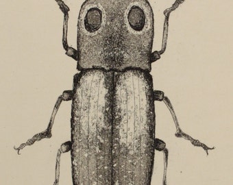 Eastern Eyed Click Beetle