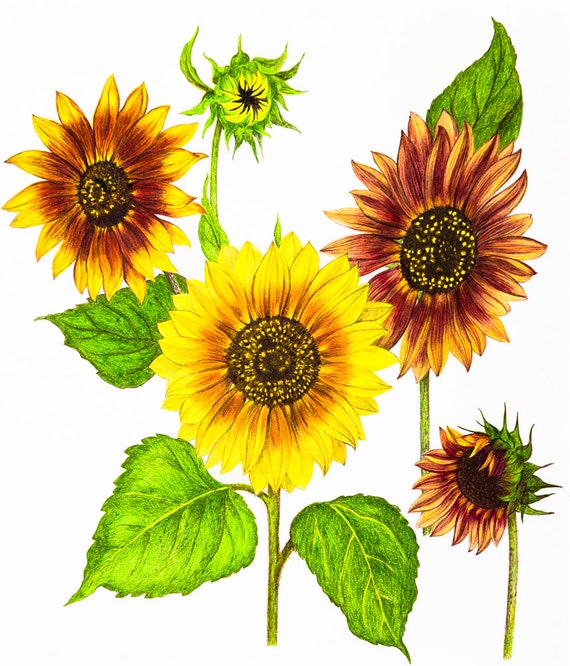 Les Tournesols Italiens Nature Fleurs Couleur Crayon Dessin Reproduction Fine Art Print Ou Enveloppé De Toile Pour La Décoration De La Maison
