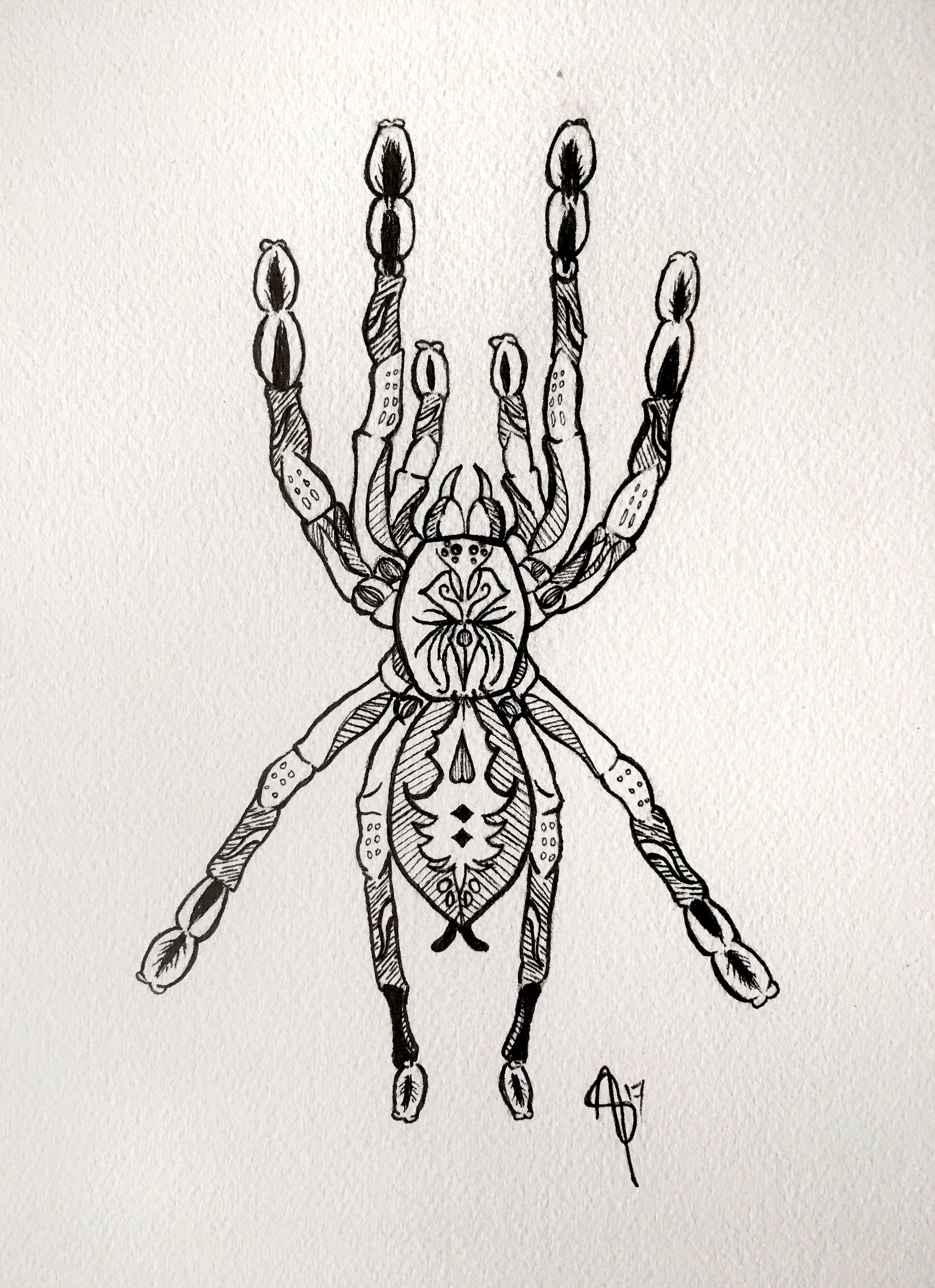 Poecilotheria in Ink! - Etsy, image size:2178x3000