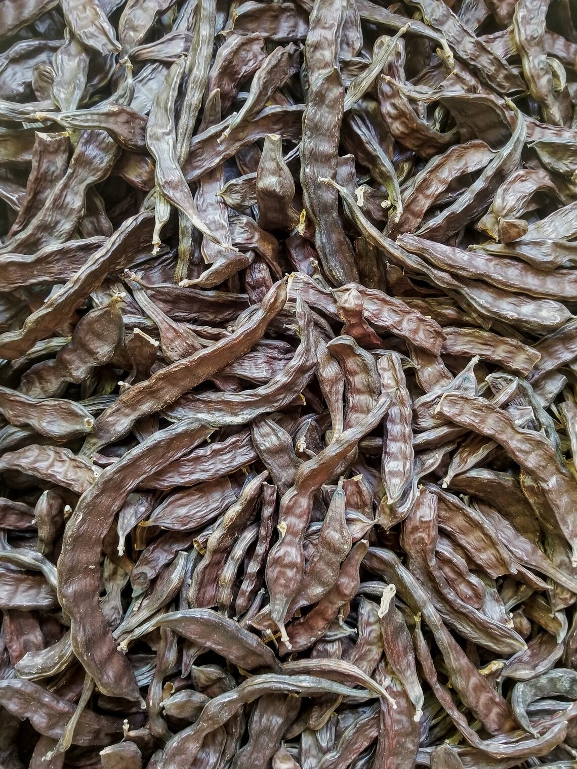 Carob Pods 100 grams 2.2 pounds Etsy