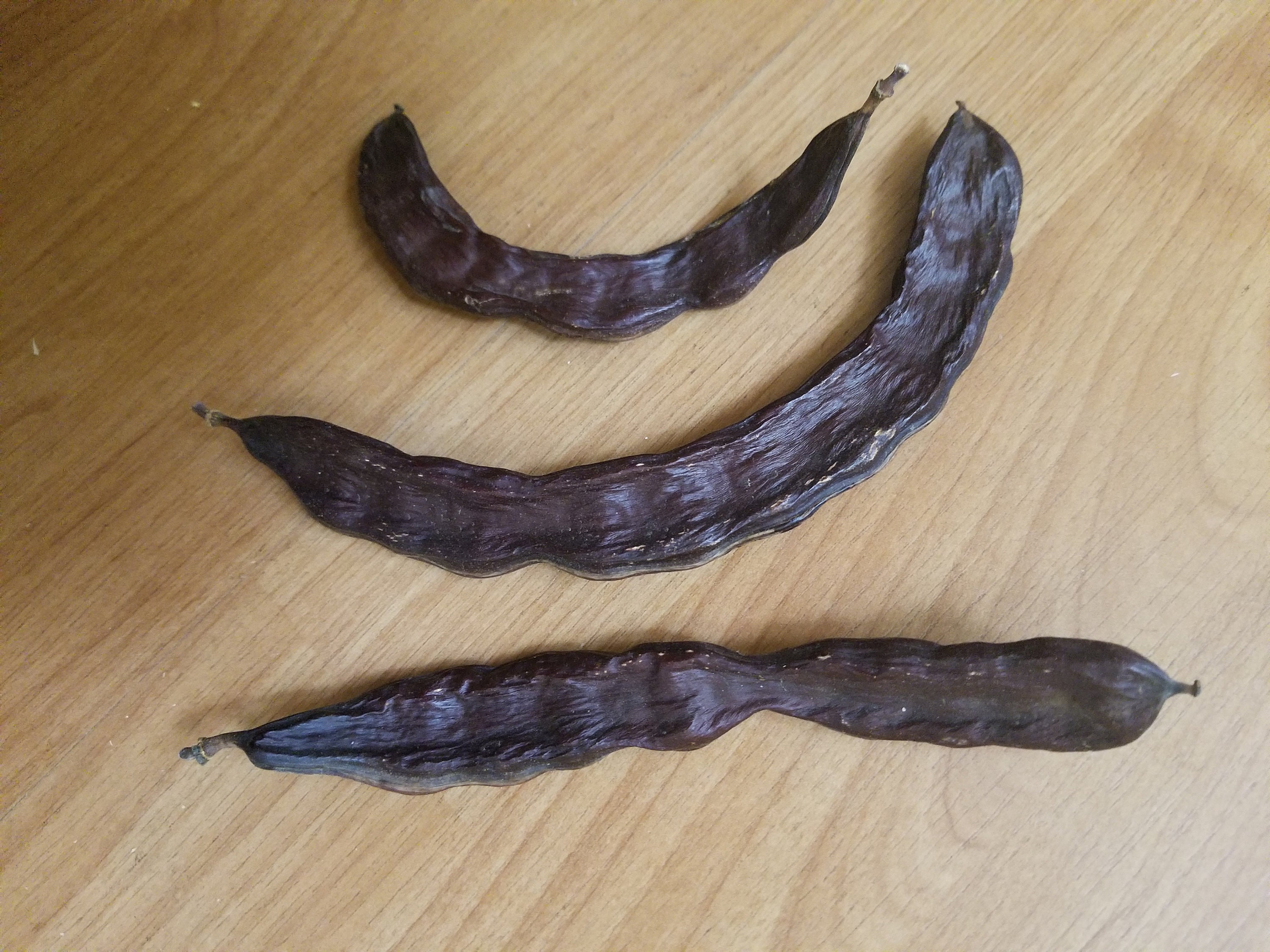 Carob Pods 100 grams 2.2 pounds Etsy