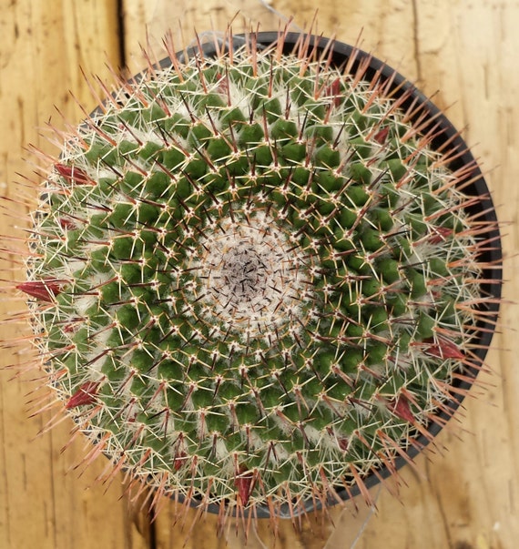 Medium Cactus Plant Mammillaria Mystax.Globular cactus ...