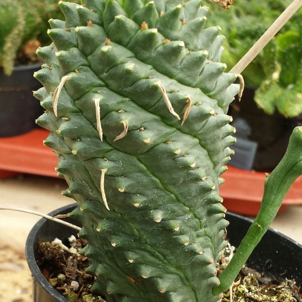 Medium Cactus Plant Euphorbia Spiralis. Light green post cactus, with a twist! Funky spiral shaped cactus. Very unusual!