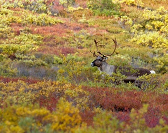 Caribou in Fall Colors - Lustre or Metal Print