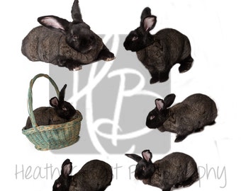 INSTANT DOWNLOAD Bunny rabbit overlay
