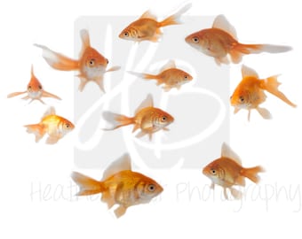 INSTANT DOWNLOAD Goldfish Overlay for photoshop perfect for fish bowl shots!