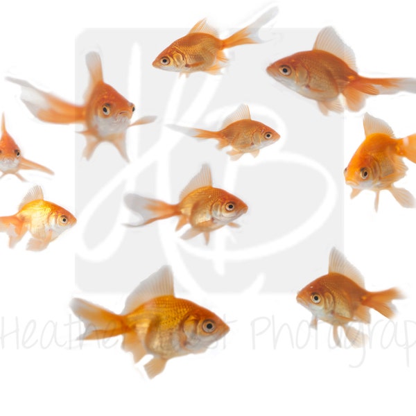 INSTANT DOWNLOAD Goldfish Overlay for photoshop perfect for fish bowl shots!