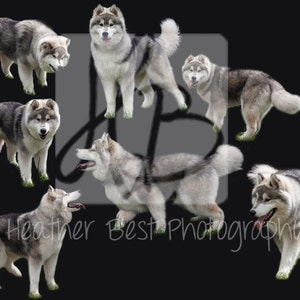 wolf husky photoshop overlay INSTANT DOWNLOAD