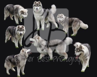 wolf husky photoshop overlay INSTANT DOWNLOAD