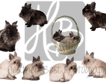 INSTANT DOWNLOAD Bunny Rabbit overlay lion head bunnies