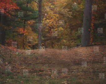 Fall woodland digital backdrop