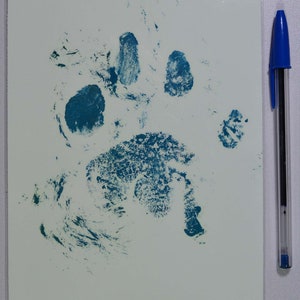 African Lion Front Paw Prints on Paper