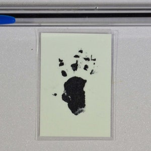 Golden Lion Tamarin Hand and Foot Prints