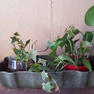 以下が含まれることがあります： 緑色のプランターに3つの植物が入っています。2つの植物は透明なガラス容器に入っていて、1つは赤い鉢に入っています。植物はすべて緑色で葉が茂っています。