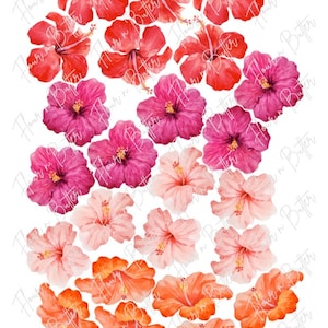 Pack of 24, 4.5cm Pre-Cut Edible Wafer Hibiscus Flower, Edible Wafer Flower