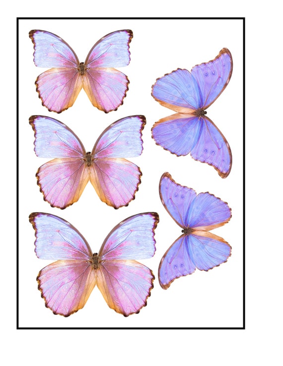 Papillon comestible -  France