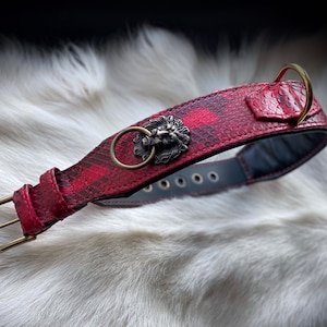 python Dog collar with lions,  50-60cm ( 19.7 - 24 inch)