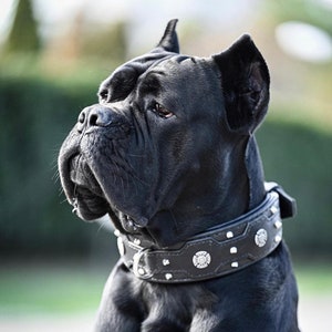 leather dog collar &quot;protector&quot;  - with small spikes