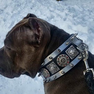 Knight dog collar with spikes - 1st edition