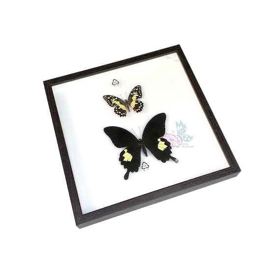 Real Giant Spider Thai Black Tarantula Insect Taxidermy Painted Shadowbox White Frame Mounted Display Framed 3D Wall Home Decor