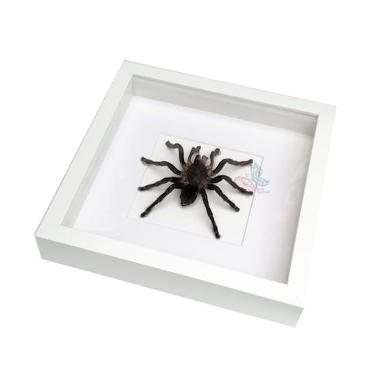 Real Giant Spider Thai Black Tarantula Insect Taxidermy Painted Shadowbox White Frame Mounted Display Framed 3D Wall Home Decor