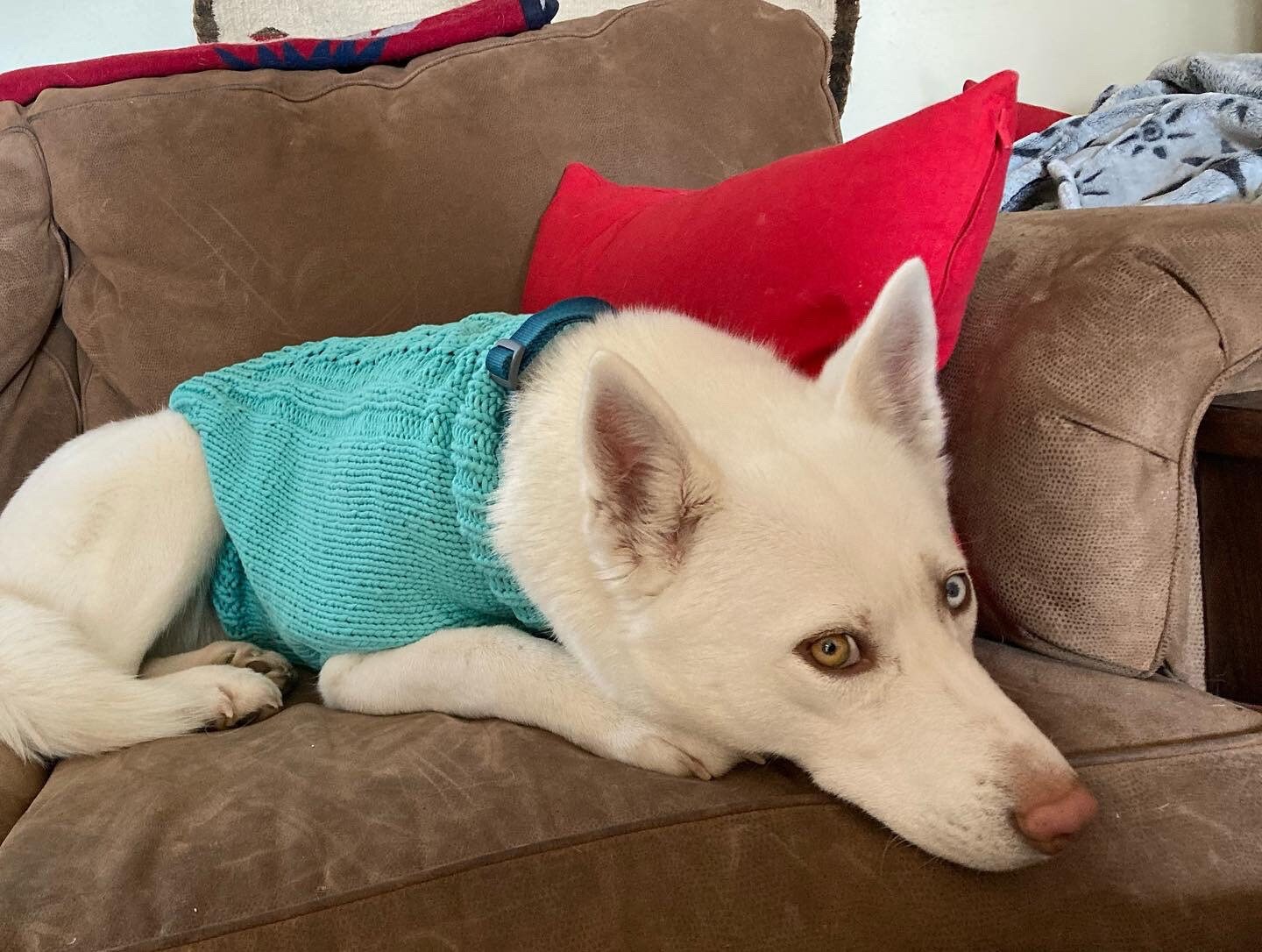 etsy custom dog sweaters