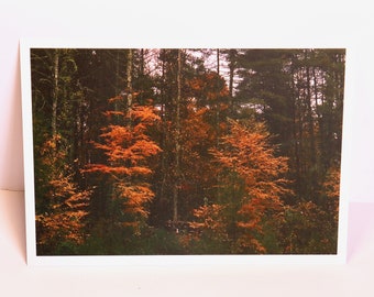 Fall Forest - Landscape Photography Art Print Postcard