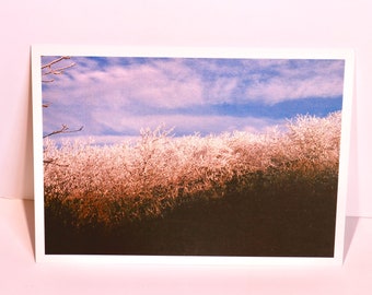 Frosted Spring - Film Photo Art Print Postcard