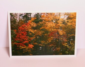 Fall Confetti - Nature Photography Art Print Postcard