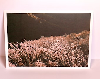 Frosted Darkness - Landscape Photography Art Print Postcard