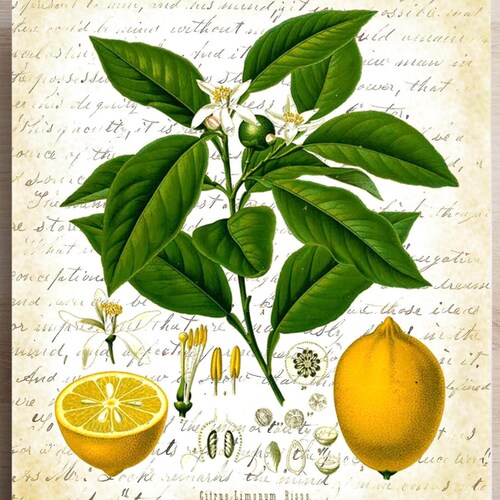 Botanical Print Lemon art print BPL3259