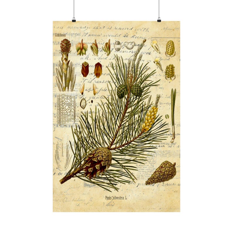 Art Print, Pine Botanical, Frameable Picture, Boho Cottage Print