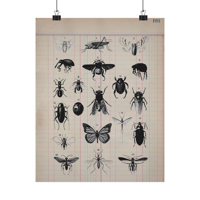 Print, Vintage Insect Study on Antique Journal Book Page, Art Print