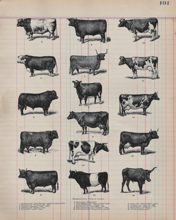 Real Antique Paper Print Cow Study From 19th Century Decor Cows Barn Farm Art Wall Farmhouse Rustic 1800s Vp09745